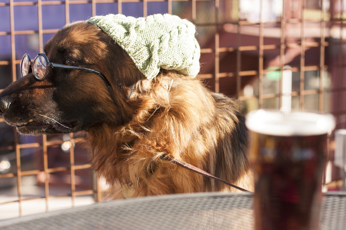 Dog wearing a beanie and with a glass of beer